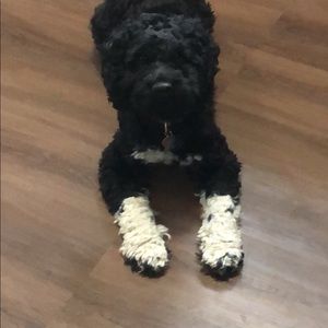 Meet your Posher, Michael